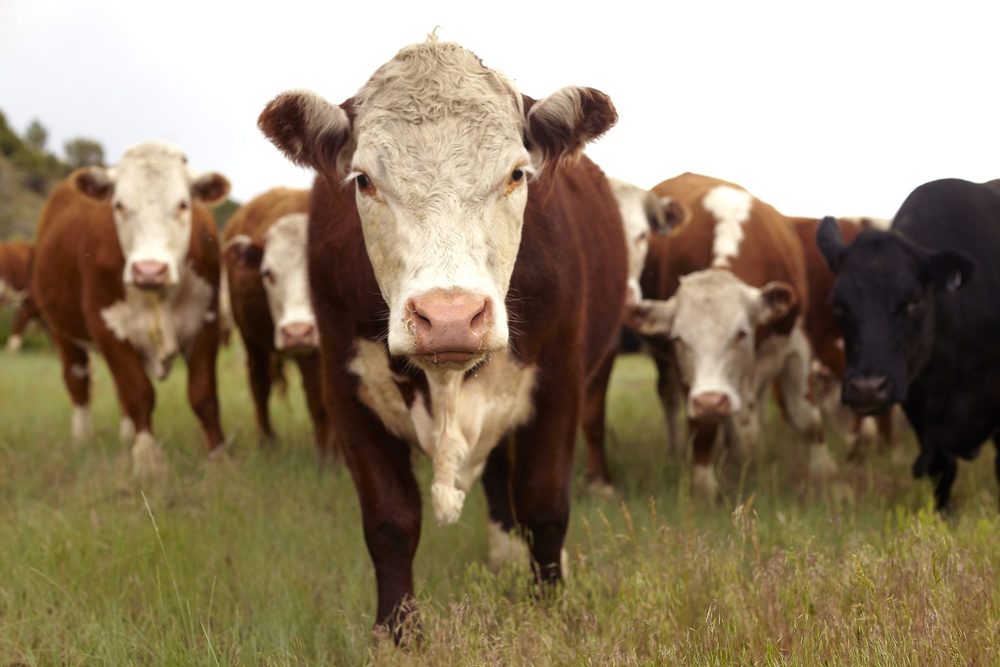 Nebraska Beef in Schools