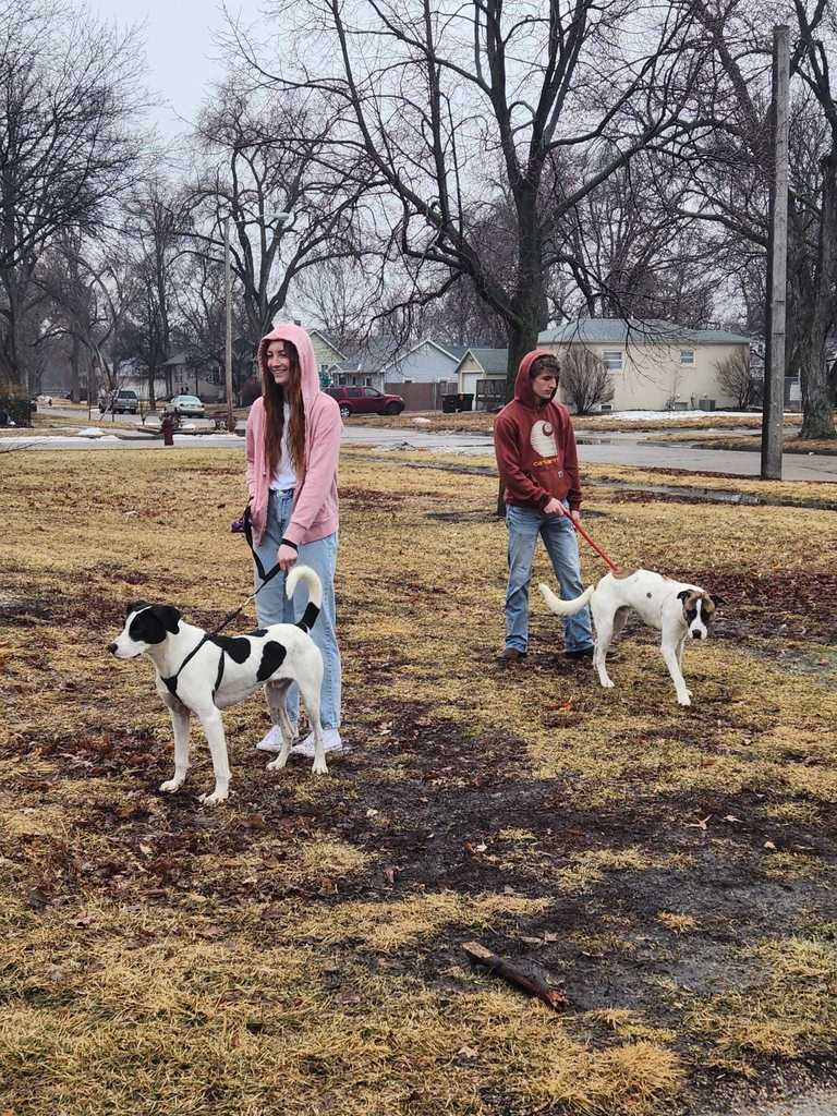 One boy and one girl walk dogs