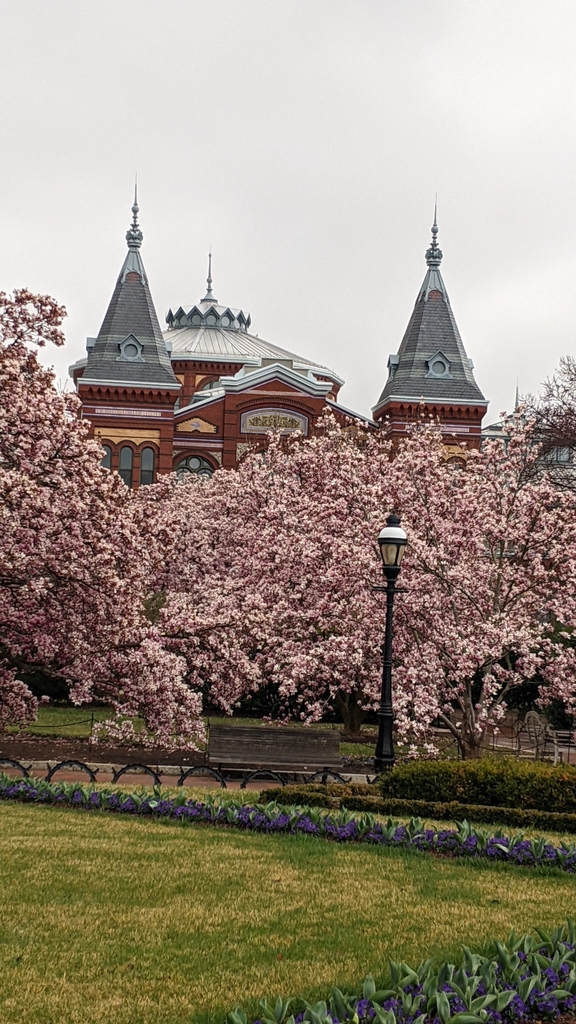 Smithsonian Castle with the cherry 🌸 blossoms
